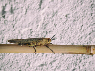 Grasshopper on bamboo stick