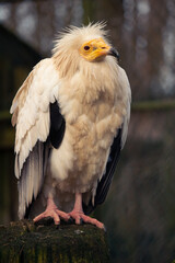 Egyptian Vulture, Neophron percnopterus. It is a small Old World vulture