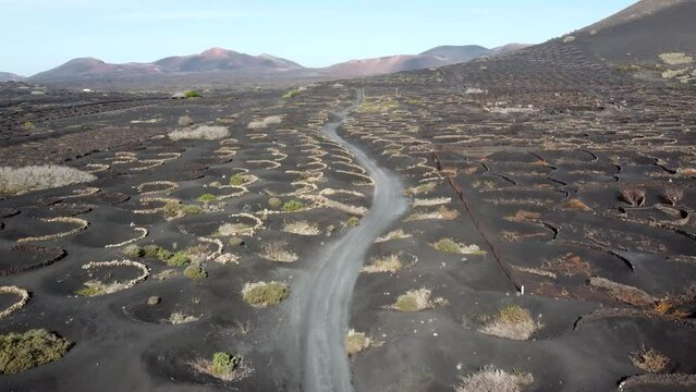 Aerial drone view of Malvasia grapes growing in topsoil covered in lapilli in La Geria Lanzarote the low curved walls protect the vines from the constant drying wind 4k high resolution quality