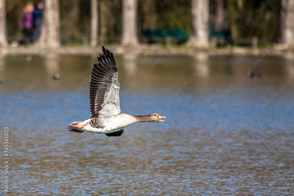 Sticker The flying greylag goose, Anser anser is a species of large goose