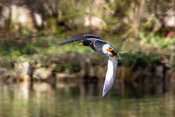 Wild duck or mallard, Anas platyrhynchos flying over a lake in Munich, Germany