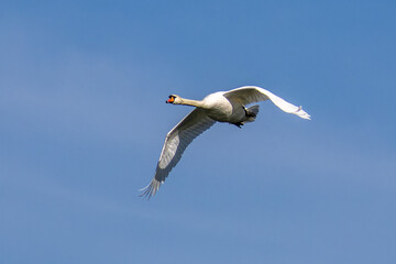 Fototapeta na wymiar Mute swan, Cygnus olor flying over a lake in the English Garden in Munich, Germany