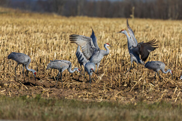 Dancing Sandhill crane (Antigone canadensis)  a few days before the flight to the south.