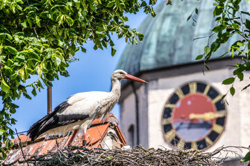 European white Stork, Ciconia ciconia with small babies on the nest in Oettingen, Swabia, Bavaria,...