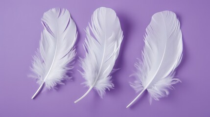 Naklejka premium small feathers close-up on a violet background