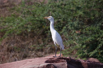 Cattle egret perched on a rock