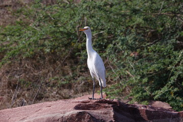 Cattle egret perched on a rock