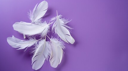 small feathers close-up on a violet background