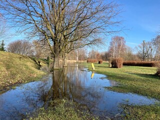Spring trees reflected in an enormous puddle