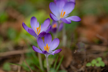 macro of purple crocus flowers