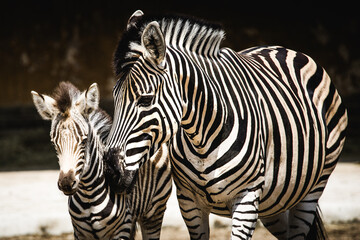 Zebra with foal - 745363206