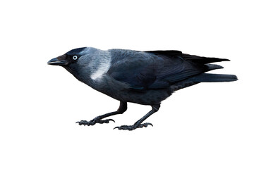 Western jackdaw bird isolated ( Corvus monedula )