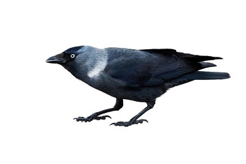 Western jackdaw bird isolated ( Corvus monedula ) © Adrian 