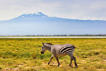 Postcards from Africa - A lone Zebra moves through the grassy plains under the imposing Mount...