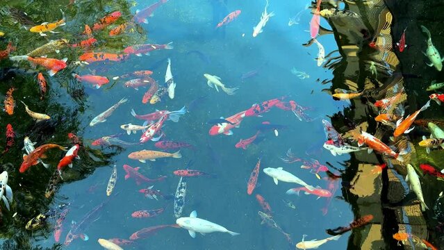 Carassius auratus, Chinese fish pond, Fish Park. Chinese crucian carp.