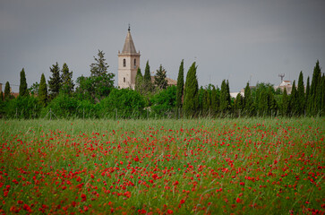 Poppy field in the mountains of Palencia. Spain