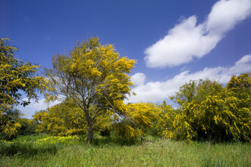 Obraz premium landscape with yellow flowers and sky, Monte Doglia, Alghero, Sardinia