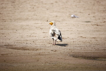 Egyptian vulture on the bank of the Chambal river in India