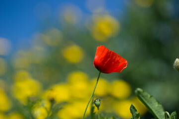 red poppy flower in the field papavero, (Papaverum rhoas). Alghero, Sardinia, Italy