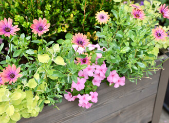 pretty pink daisies and inpatient flowers