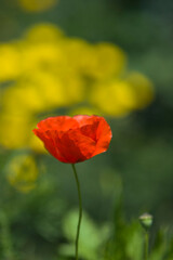 red poppy flower in the field papavero, (Papaverum rhoas). Alghero, Sardinia, Italy
