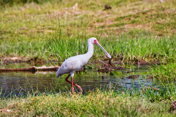 A Spoonbill looks up from its feeding in the wetlands of the diverse Amboseli national park, Kenya