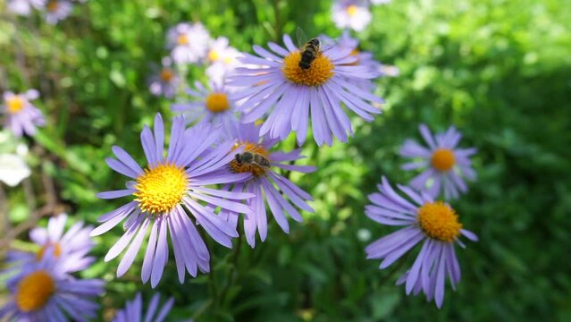 Bee on alpine aster flower in the garden.