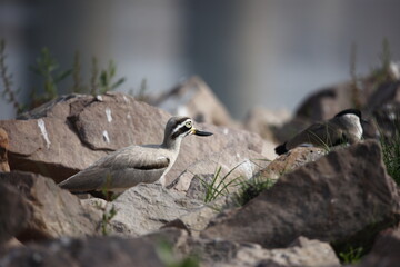Great thick knee on the Chambal river