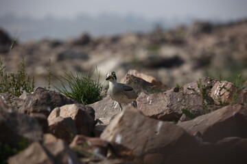 Great thick knee on the Chambal river