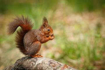 Naklejka na ściany i meble Red Squirrel (Sciurus vulgaris) eating hazelnut in forest.