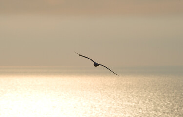 Naklejka premium seagulls flying in golden sunset