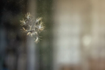 The window imprint left by a bird, collision with building, bird's feathers left on glass, human impact on the environment