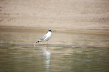 Pallas' gull on the Chambal river in India