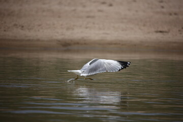 Pallas' gull on the Chambal river in India