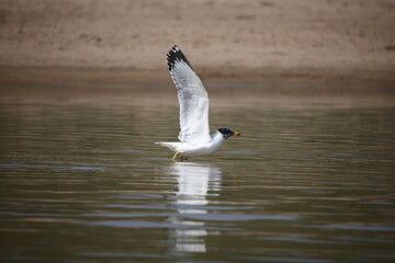 Pallas' gull on the Chambal river in India