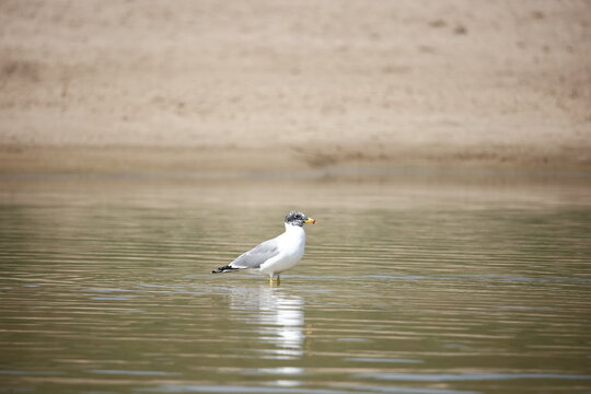 Pallas' gull on the Chambal river in India