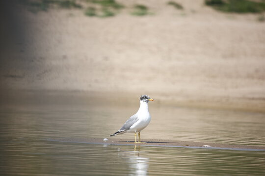 Pallas' gull on the Chambal river in India