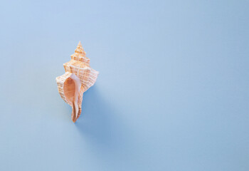 beautiful seashell on blue background