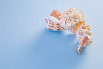 beautiful seashell on blue background