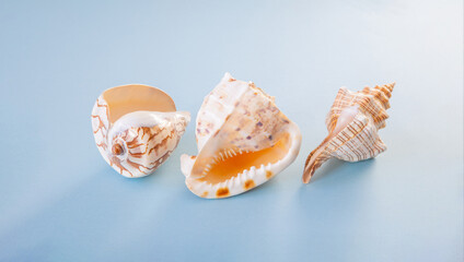 beautiful seashell on blue background