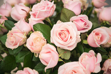 peach roses in the garden