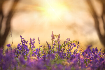 Beautiful bluebells close up at sunrise in the forest