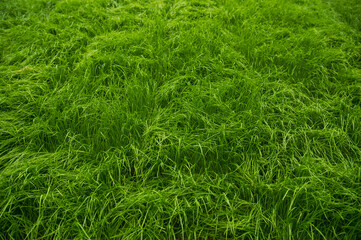 fresh green grass in spring