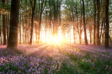 Amazing sunrise through bluebell forest trees in Hampshire England