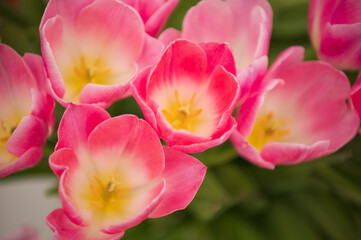 light pink tulips in a flower bed
