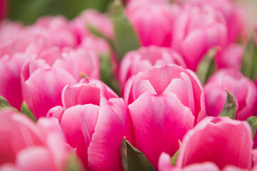 pink and white tulips on a blurred background