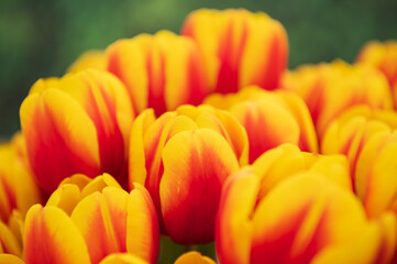 yellow-red tulips in a flower bed