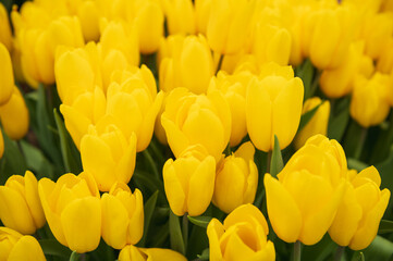 yellow tulips in a flower bed