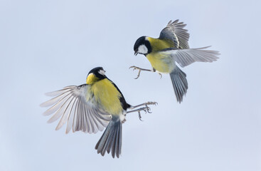 Two little birds are flying on sky background. Great tit