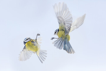 Two little birds are flying on sky background. Blue tit